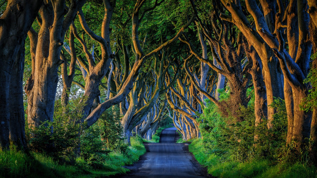 Road trees person nature scene free wallpaper for desktop - medium preview image