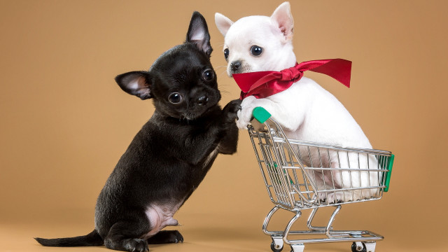 Small dog shopping cart touching free wallpaper for desktop - medium preview image