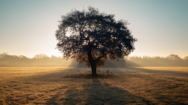 Tree sunshine fog field grass free wallpaper for desktop - medium preview image