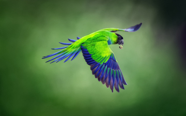 Green blue bird flying spread free wallpaper for desktop - medium preview image