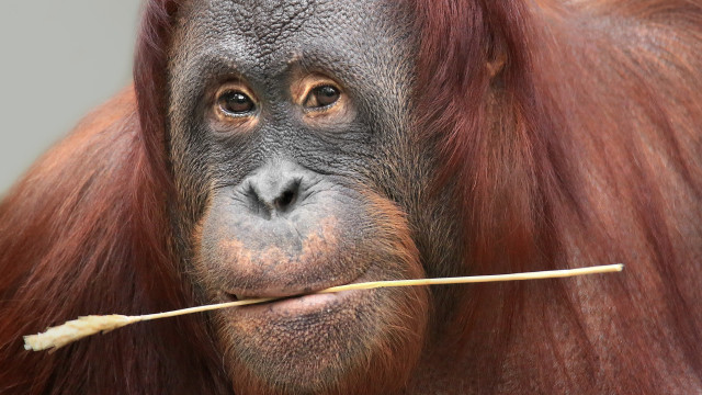 Monkey stick portrait realistic award free wallpaper for desktop - medium preview image