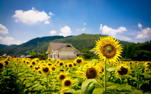 Sunflower field house clouds sky free wallpaper for desktop - medium preview image