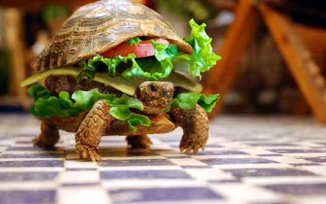 Tortoise shell lettuce tomato turtle free wallpaper for desktop - medium preview image