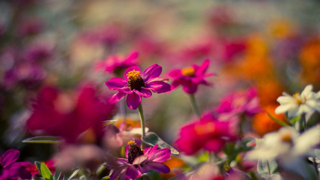 Flower bee macro pink lily free wallpaper for desktop - medium preview image