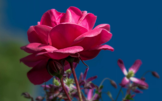 Pink flower blue sky macro #2 free wallpaper for desktop - medium preview image