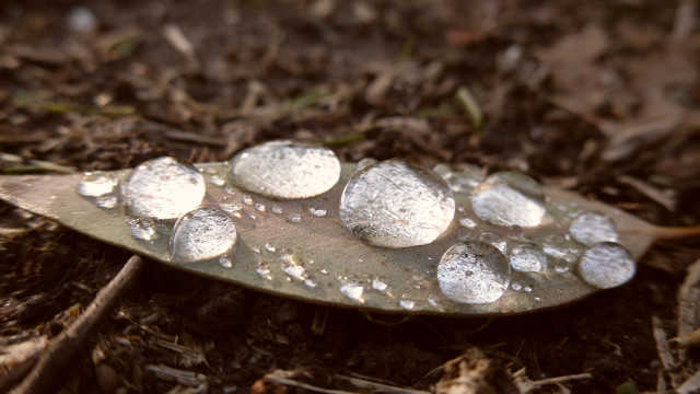 Snowy leaf macro blurry depth free wallpaper for desktop - medium preview image