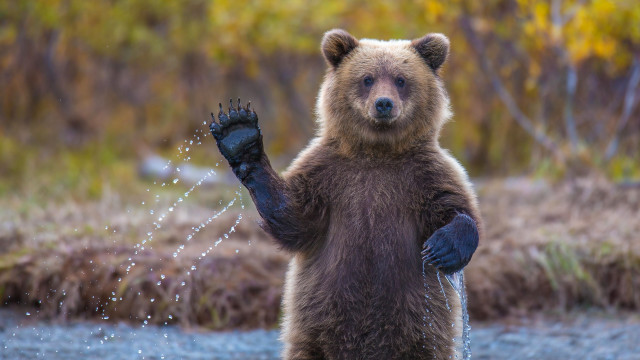 Brown bear water spout ecological free wallpaper for desktop - medium preview image