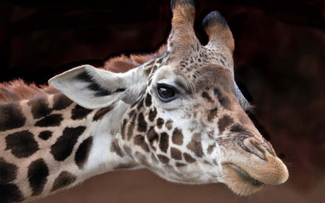Giraffe face closeup brown background free wallpaper for desktop - medium preview image