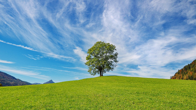 Lone tree grassy hill mountains #2 free wallpaper for desktop - medium preview image