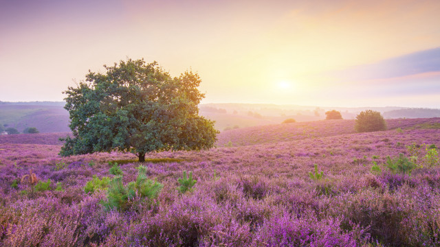 Lavender field sunset tree horizon free wallpaper for desktop - medium preview image