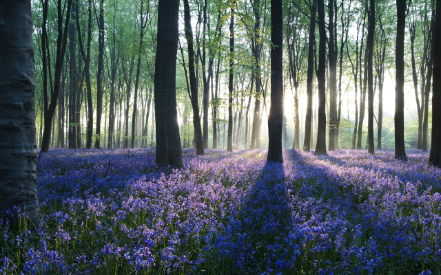 Forest purple flowers trees grass free wallpaper for desktop - medium preview image