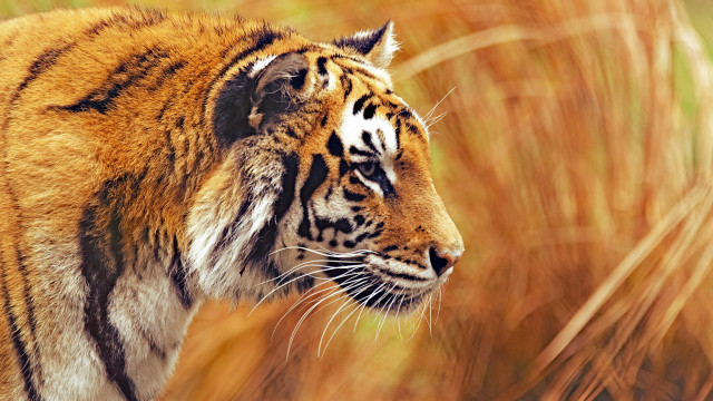 Tiger tallgrass closedeyes realistic wildlife free wallpaper for desktop - medium preview image