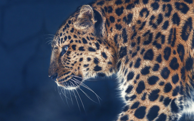 Leopard closeup blue sky trees free wallpaper for desktop - medium preview image