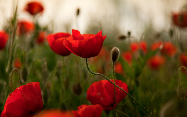 Red flower impressionist blurry tulip free wallpaper for desktop - medium preview image