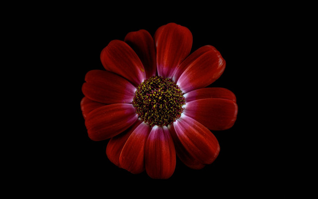 Red flower black background white free wallpaper for desktop - medium preview image