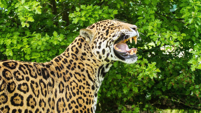 Leopard open mouth sharp claws free wallpaper for desktop - medium preview image