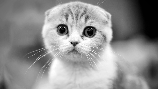 Black white sad kitten big free wallpaper for desktop - medium preview image