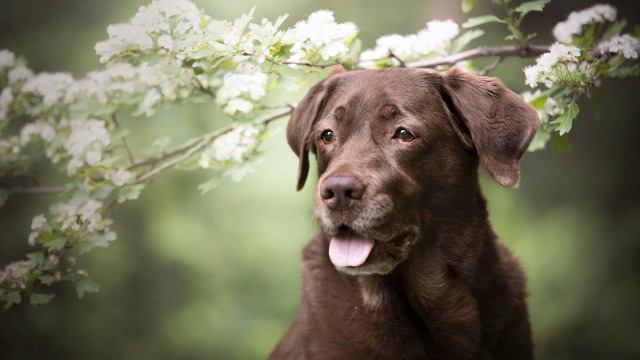Dog tree whiteflowers green nature free wallpaper for desktop - medium preview image