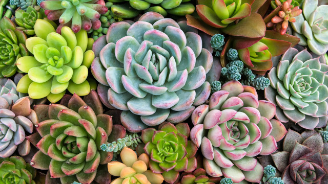 Succulents flower bouquet plant puzzle free wallpaper for desktop - medium preview image