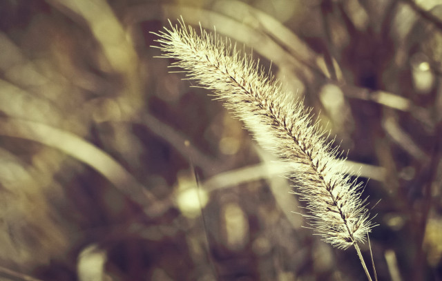 Plant macro blurry background night free wallpaper for desktop - medium preview image