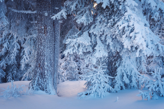 Snow covered forest skier winter free wallpaper for desktop - medium preview image