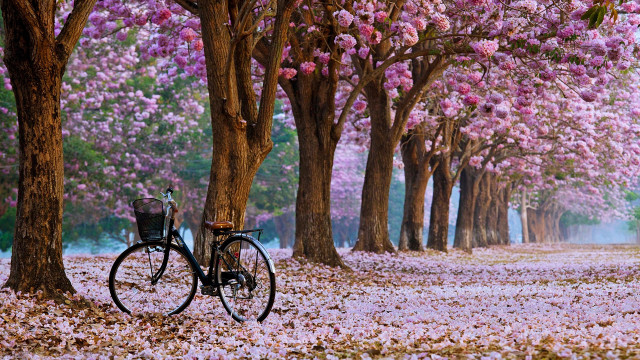 Bicycle park pink flowers impressionist free wallpaper for desktop - medium preview image