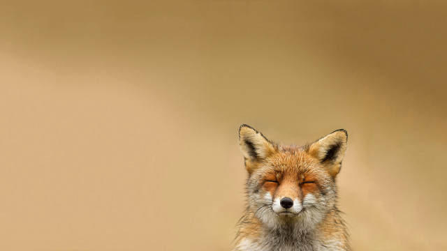 Red fox closed eyes gradient free wallpaper for desktop - medium preview image
