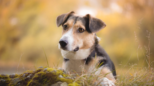 Dog sitting grass sad eyes free wallpaper for desktop - medium preview image