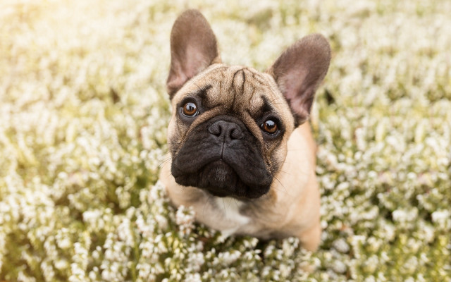 Small dog flower field sad free wallpaper for desktop - medium preview image