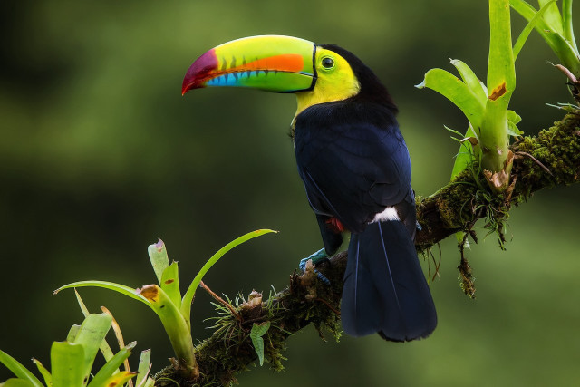 Colorful bird perched branch green #5 free wallpaper for desktop - medium preview image