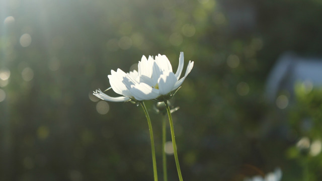 Flower macro bokeh lensflare background free wallpaper for desktop - medium preview image