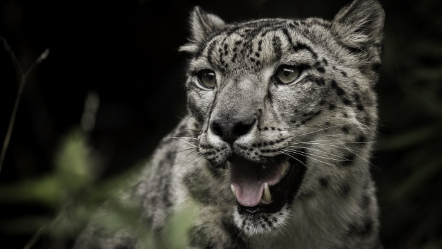 Snow leopard open mouth shiba free wallpaper for desktop - medium preview image