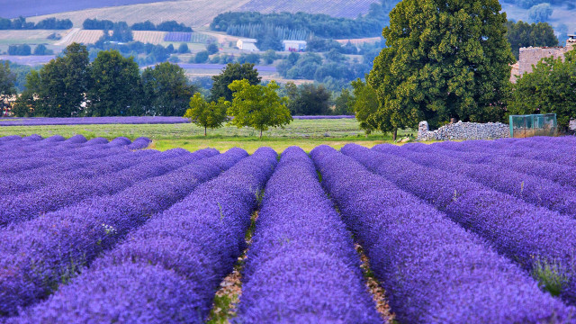 Lavender field house hill trees free wallpaper for desktop - medium preview image