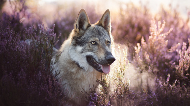 Dog lavender field smiling animal free wallpaper for desktop - medium preview image
