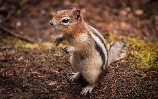 Chipper chip muzzle up outdoors free wallpaper for desktop - medium preview image