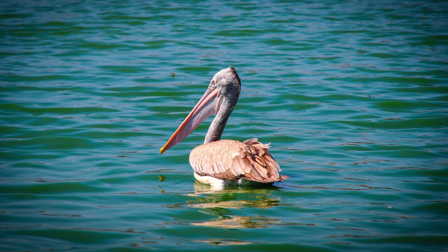 Pelican fish water beach ocean free wallpaper for desktop - medium preview image