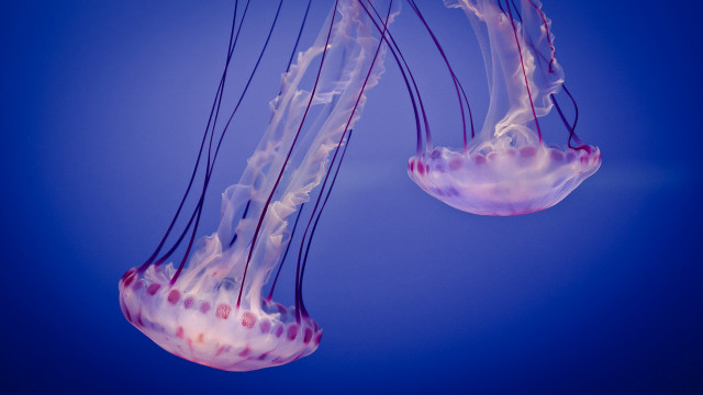 Jellyfish floating blue background reflection free wallpaper for desktop - medium preview image