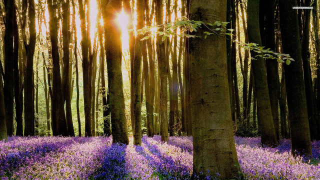 Forest purple flowers tree trunk free wallpaper for desktop - medium preview image