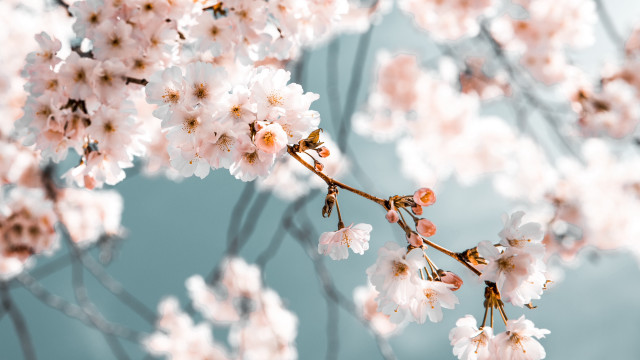 White pink flowers branch blue free wallpaper for desktop - medium preview image