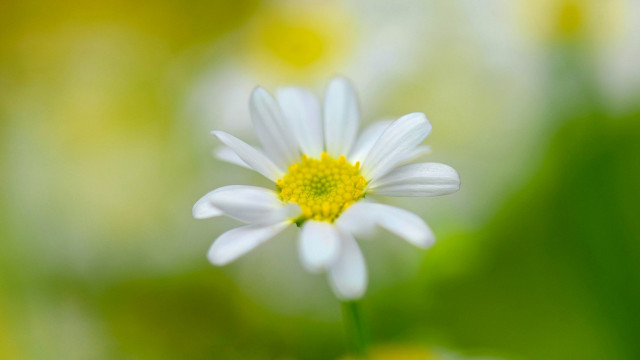 White flower yellow center macro #2 free wallpaper for desktop - medium preview image