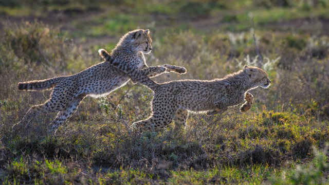 Cheetah cubs playing field impressionist free wallpaper for desktop - medium preview image