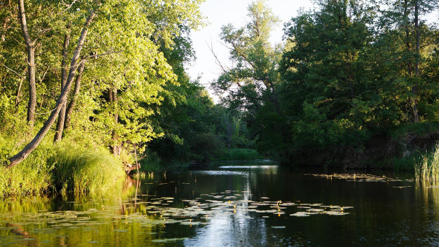 Hudson river lily pads autumn free wallpaper for desktop - medium preview image