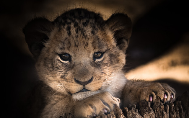 Lion cub tree trunk sunlight free wallpaper for desktop - medium preview image
