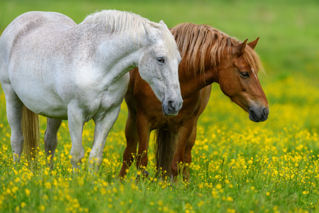 Horses yellow flowers field autumn free wallpaper for desktop - medium preview image