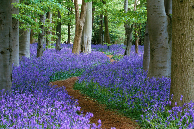 Forest bluebells path england woods free wallpaper for desktop - medium preview image