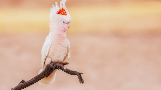 White bird red head branch free wallpaper for desktop - medium preview image