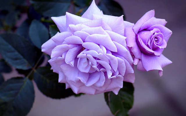Purple roses blooming green leaves free wallpaper for desktop - medium preview image