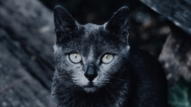 Black cat yellow eyes snowy free wallpaper for desktop - medium preview image