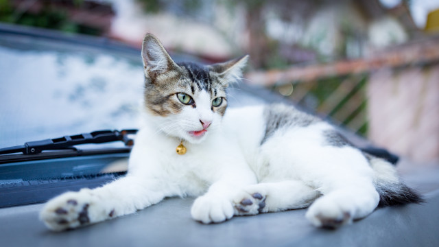 Cat car trunk paw looking #2 free wallpaper for desktop - medium preview image