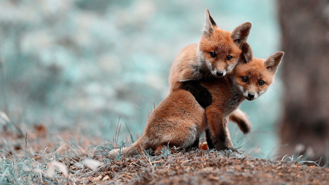 Foxes playing in woods hugging free wallpaper for desktop - medium preview image